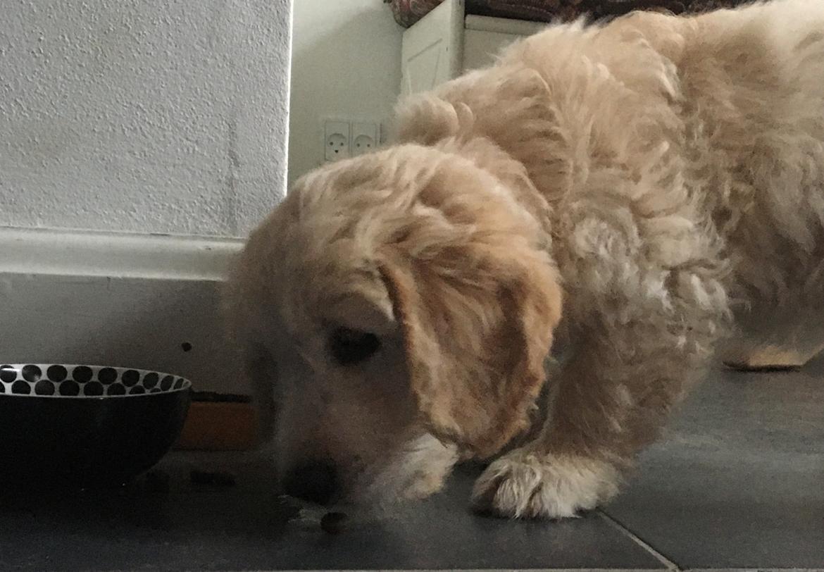 Blanding af racer Carla billede 15