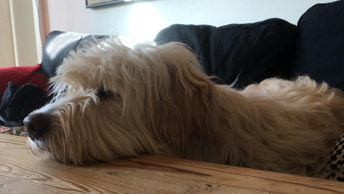 Blanding af racer Carla billede 23