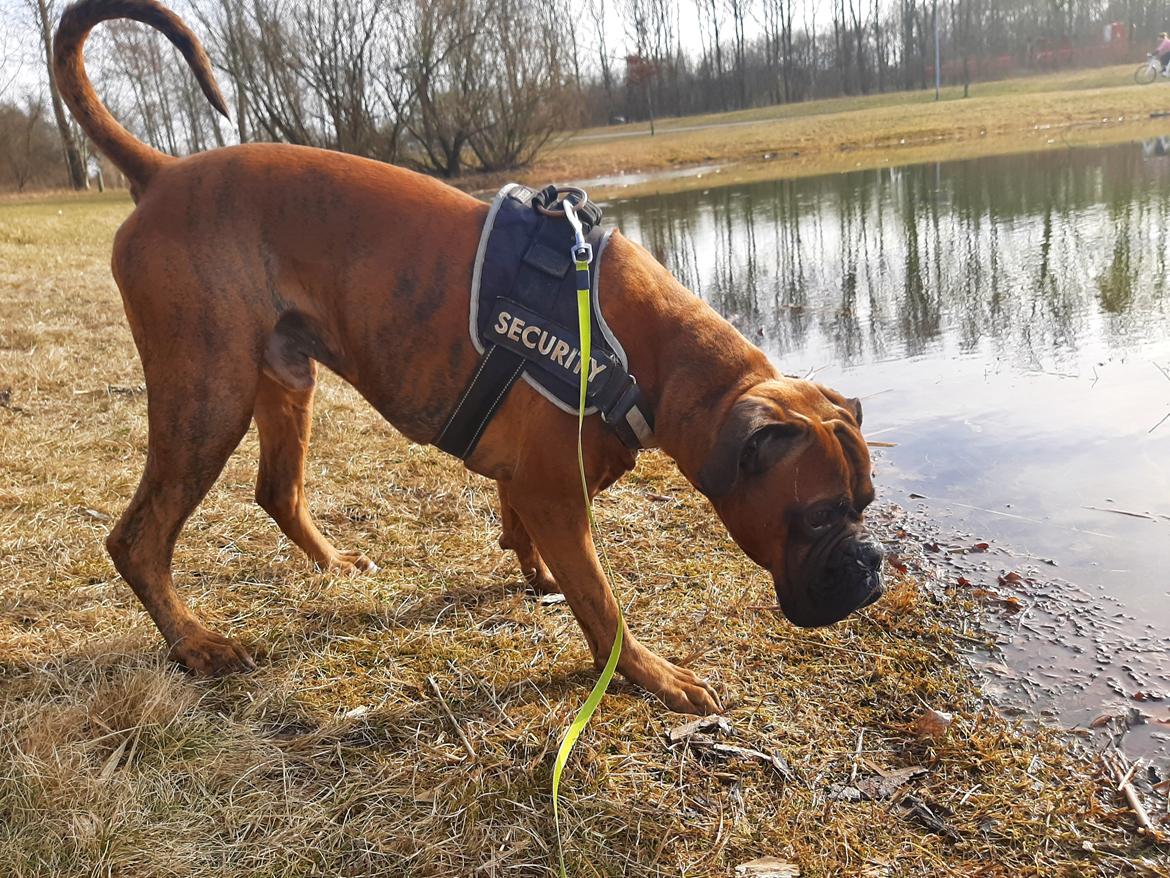 Boxer Bølle billede 10
