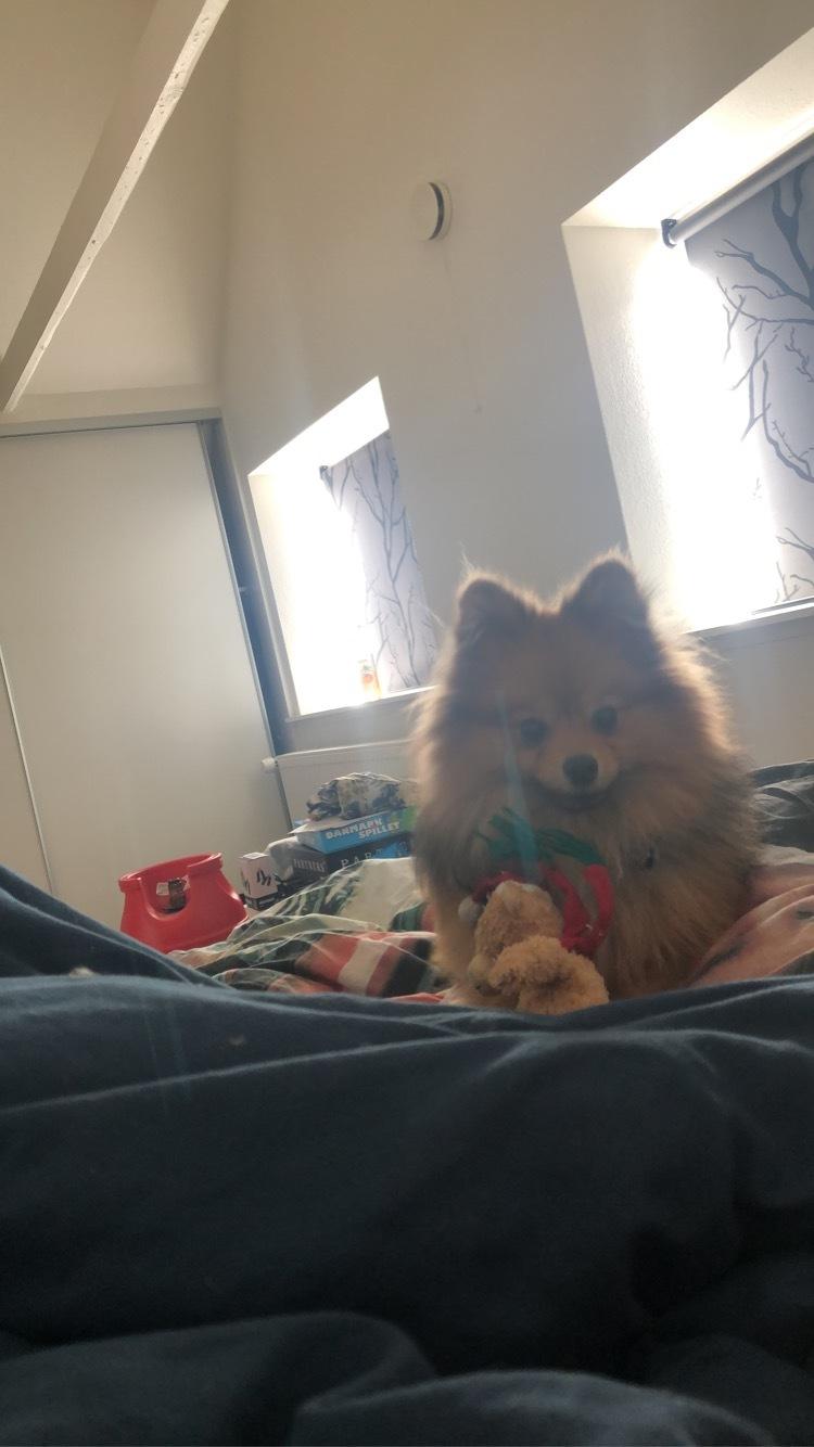 Pomeranian Kenzo billede 3