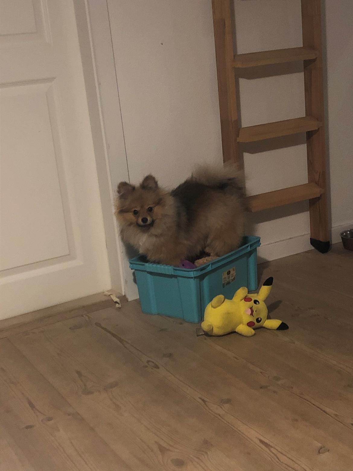 Pomeranian Kenzo billede 6