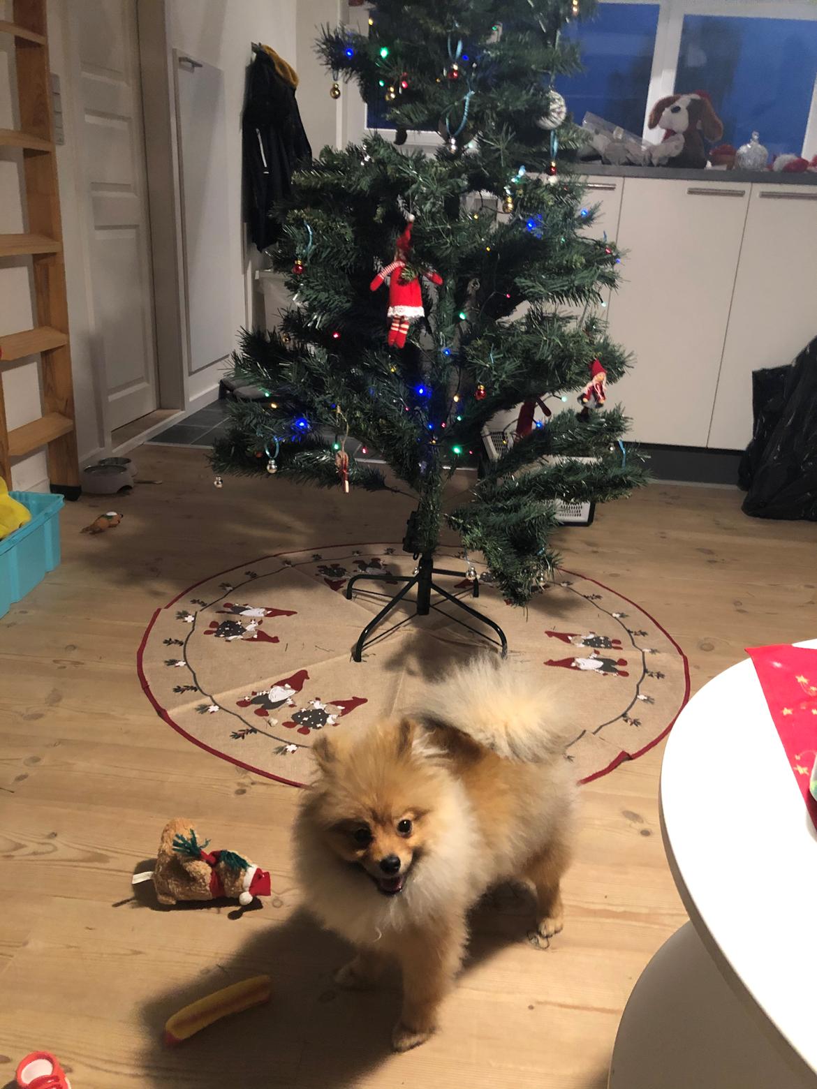 Pomeranian Kenzo billede 11