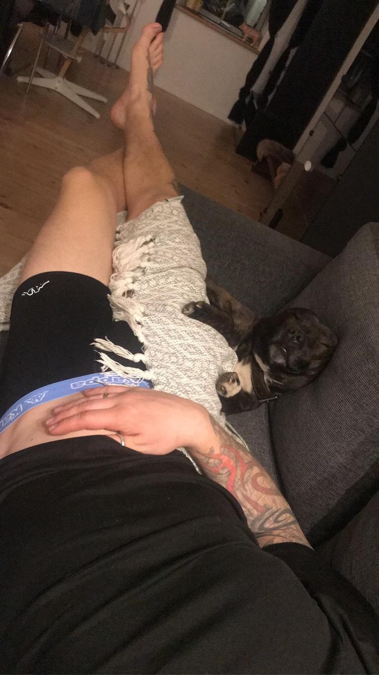 Staffordshire bull terrier Lundgaards Scar *Charlie* billede 36