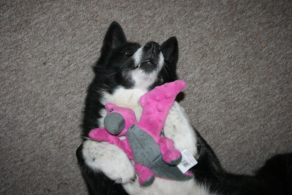 Karelsk bjørnehund Bjørnehusets Maika - "Look at my Pteo" billede 44