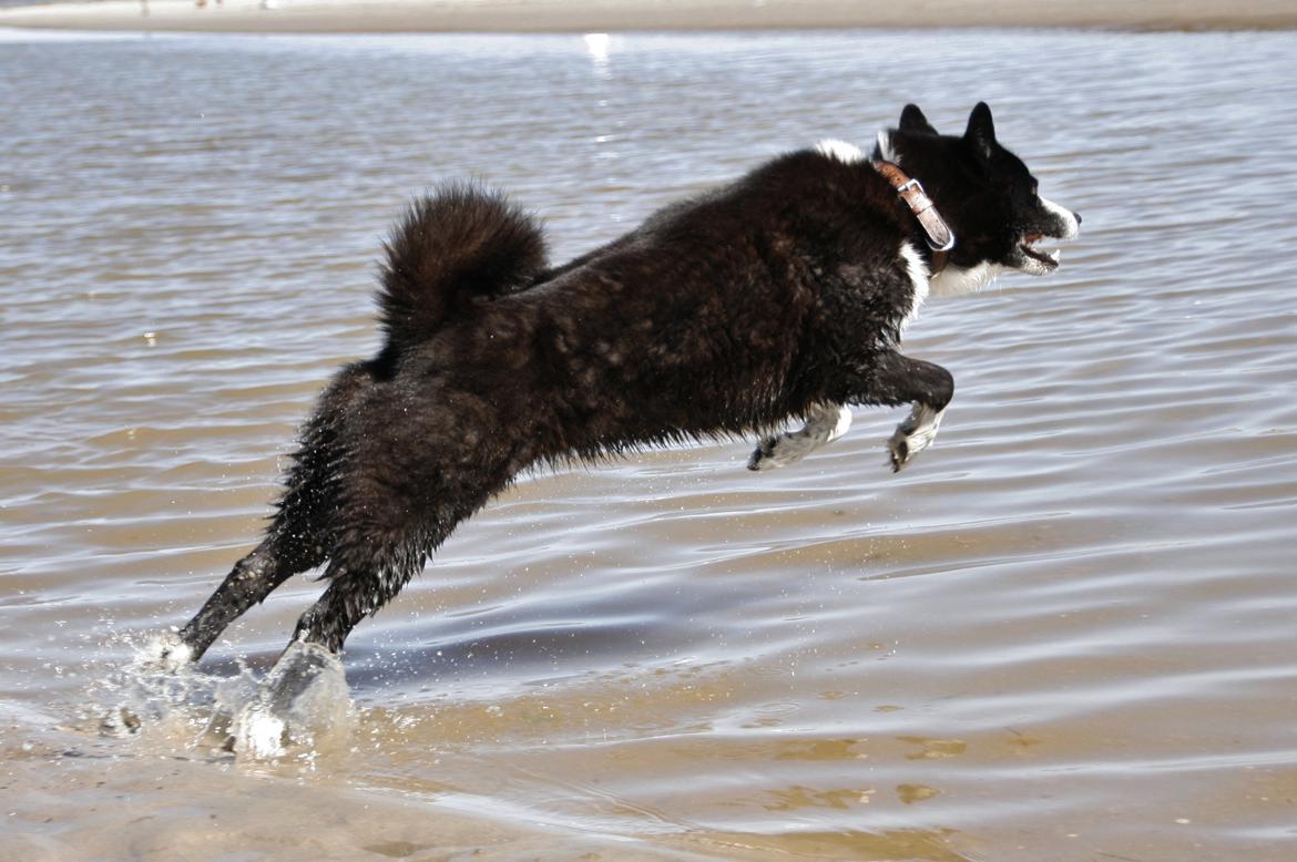 Karelsk bjørnehund Bjørnehusets Maika - En tur i vandet ved Uggerby strand billede 13