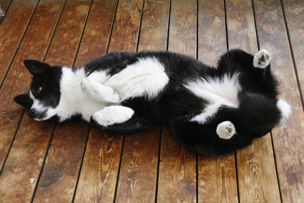 Karelsk bjørnehund Bjørnehusets Maika - Maika nutter sig i udestuen billede 7