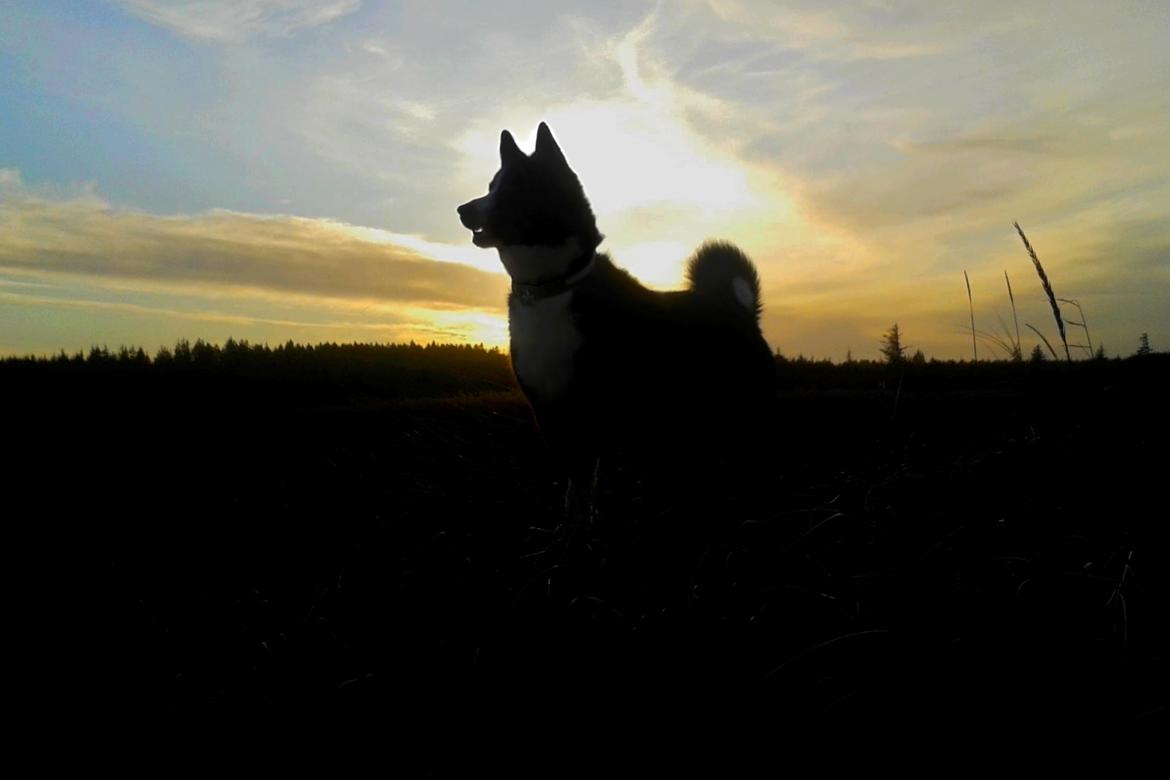 Karelsk bjørnehund Bjørnehusets Maika - Solnedgang over Uggerby strand billede 45