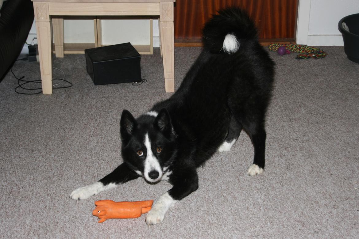 Karelsk bjørnehund Bjørnehusets Maika - Come play! billede 17