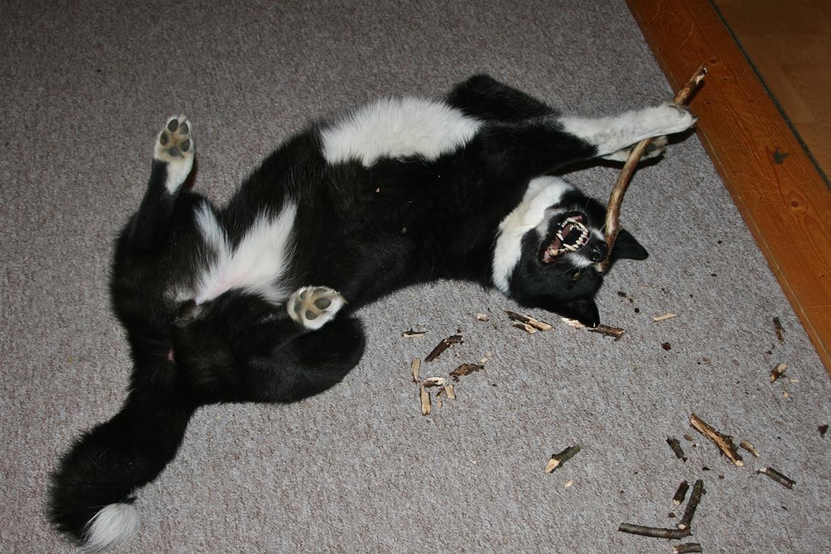 Karelsk bjørnehund Bjørnehusets Maika - Alt i brændekurven er fair game! billede 37