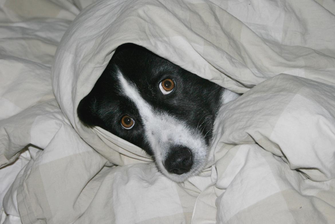 Karelsk bjørnehund Bjørnehusets Maika - "No ma, not today" billede 46
