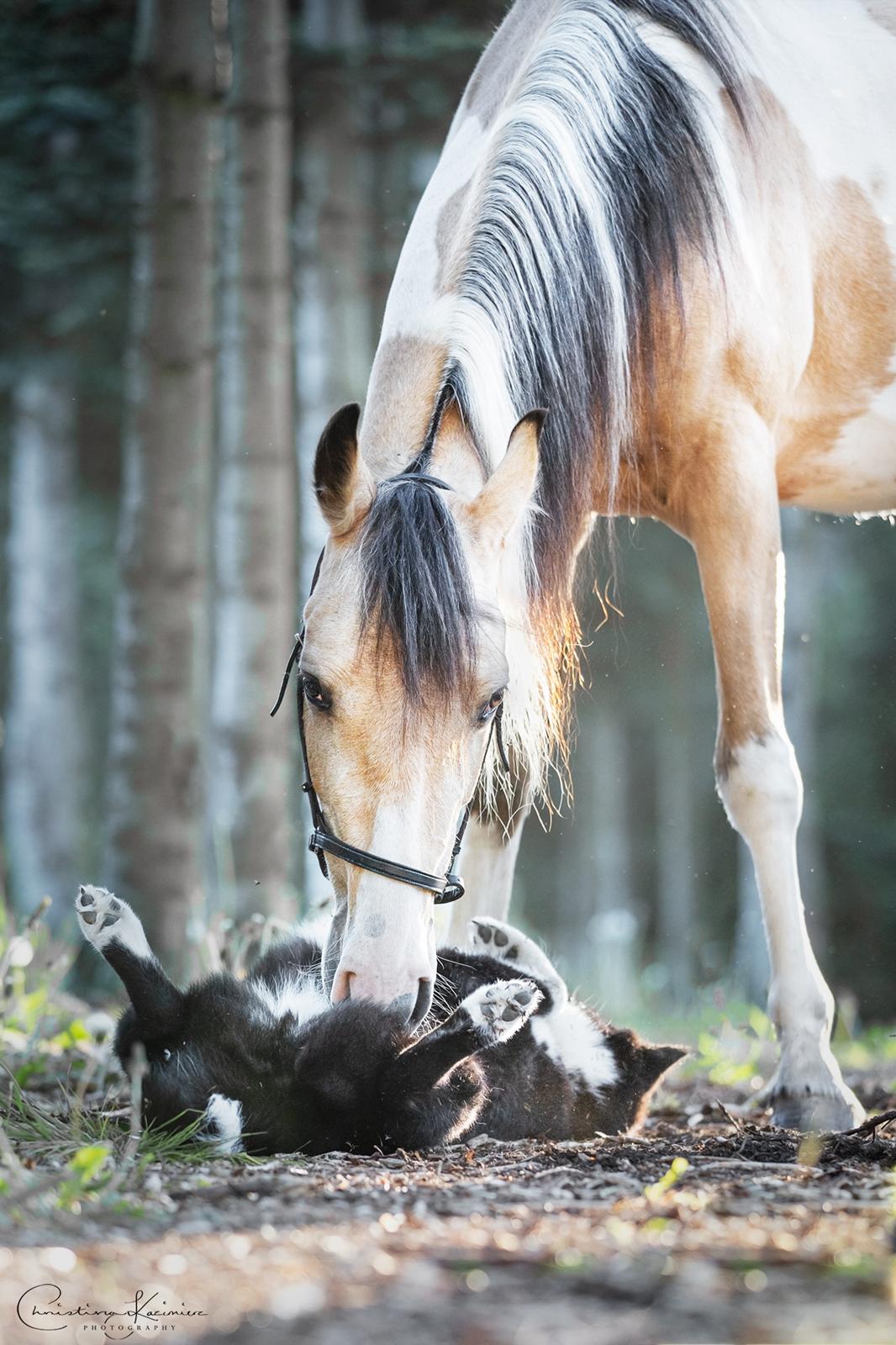 Karelsk bjørnehund Bjørnehusets Maika - Foto: Dyrefotograf Christina Kazimierz billede 16