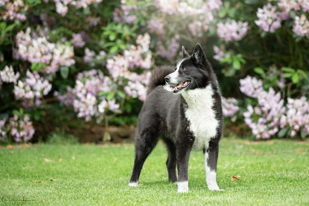 Karelsk bjørnehund Bjørnehusets Maika - Foto: Dyrefotograf Christina Kazimierz billede 30