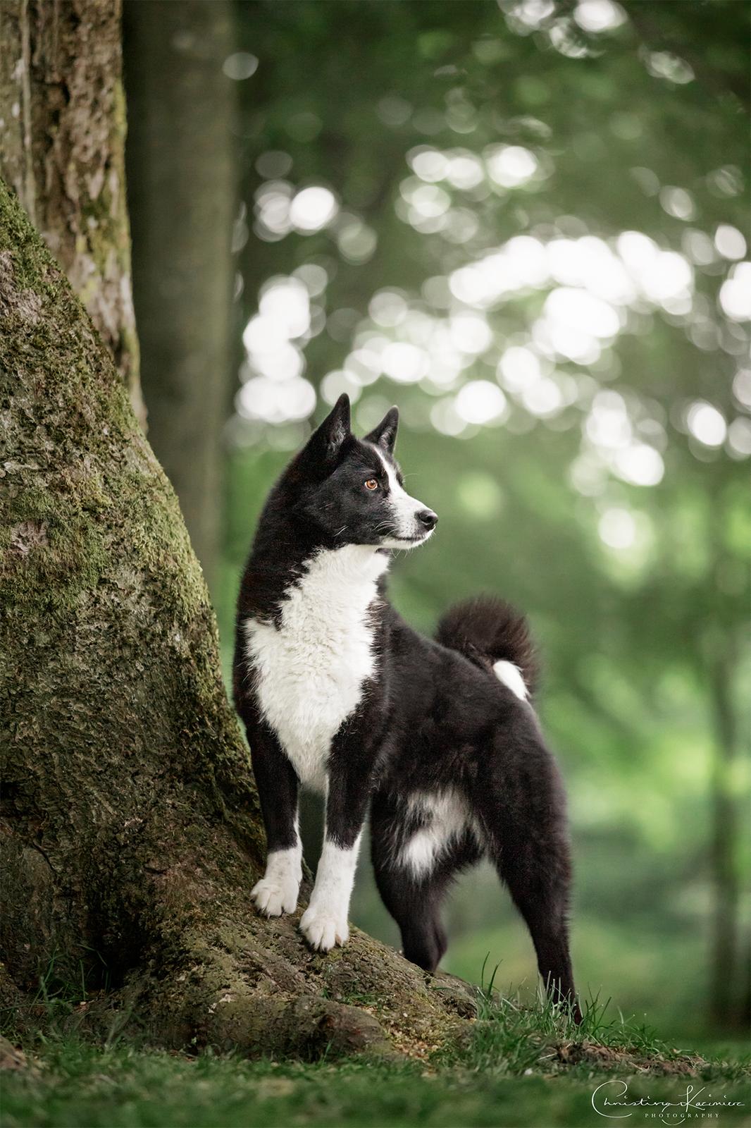 Karelsk bjørnehund Bjørnehusets Maika - Foto: Dyrefotograf Christina Kazimierz billede 1