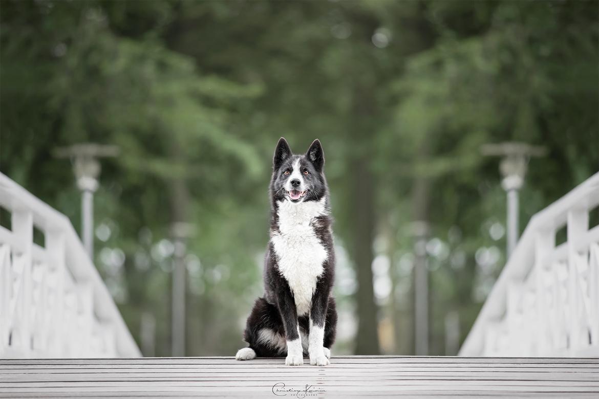 Karelsk bjørnehund Bjørnehusets Maika - Foto: Dyrefotograf Christina Kazimierz billede 12