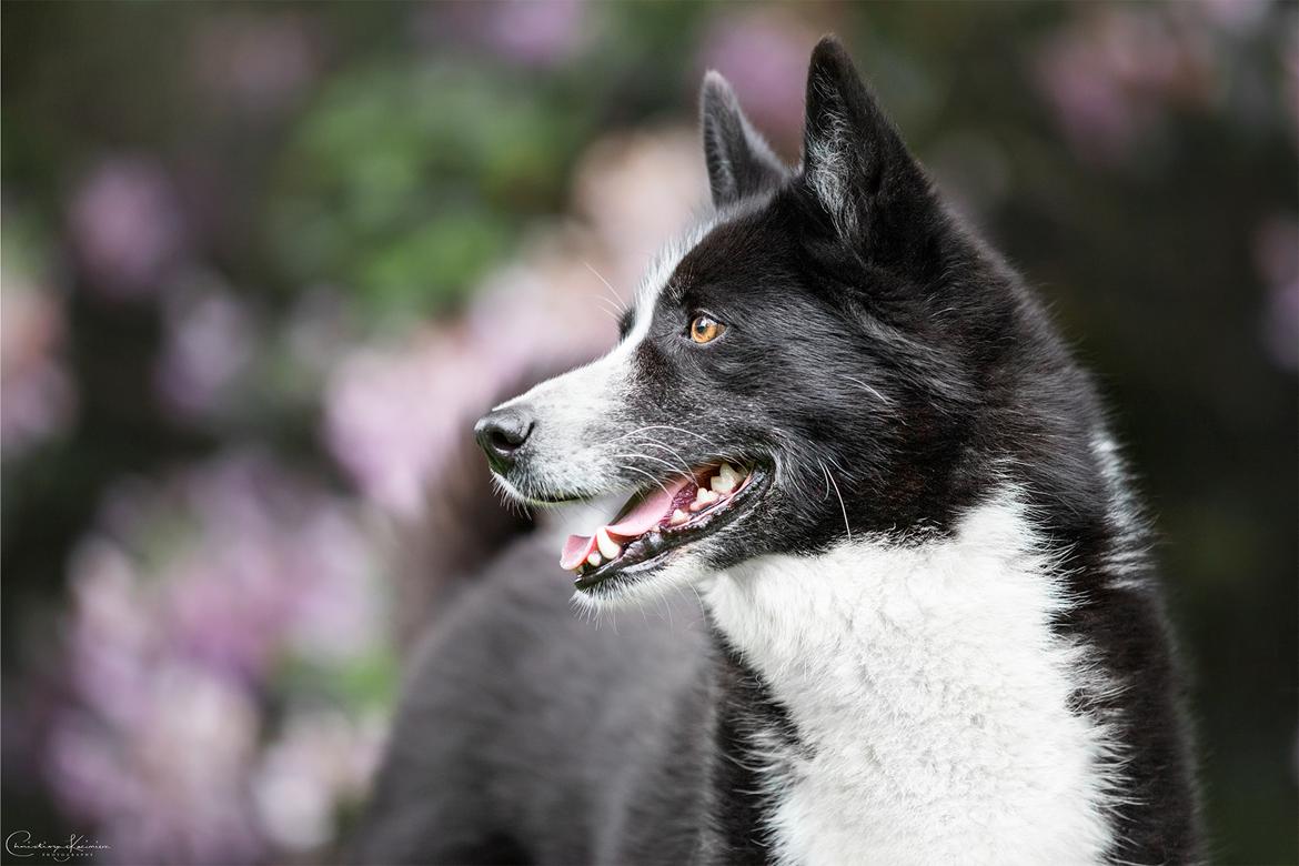 Karelsk bjørnehund Bjørnehusets Maika - Foto: Dyrefotograf Christina Kazimierz billede 6