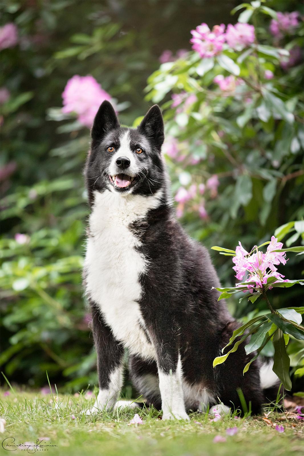 Karelsk bjørnehund Bjørnehusets Maika - Foto: Dyrefotograf Christina Kazimierz billede 38