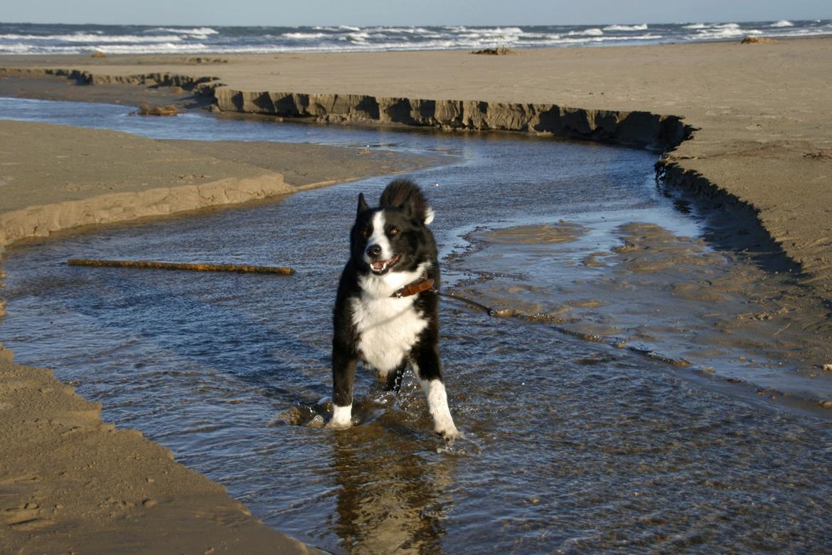 Karelsk bjørnehund Bjørnehusets Maika - Tur til Uggerby strand billede 47