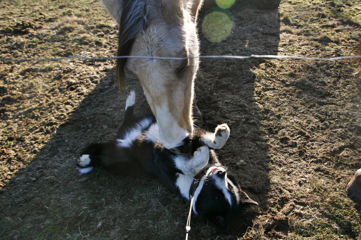 Karelsk bjørnehund Bjørnehusets Maika - Citrine giving tummy cuddles  billede 48