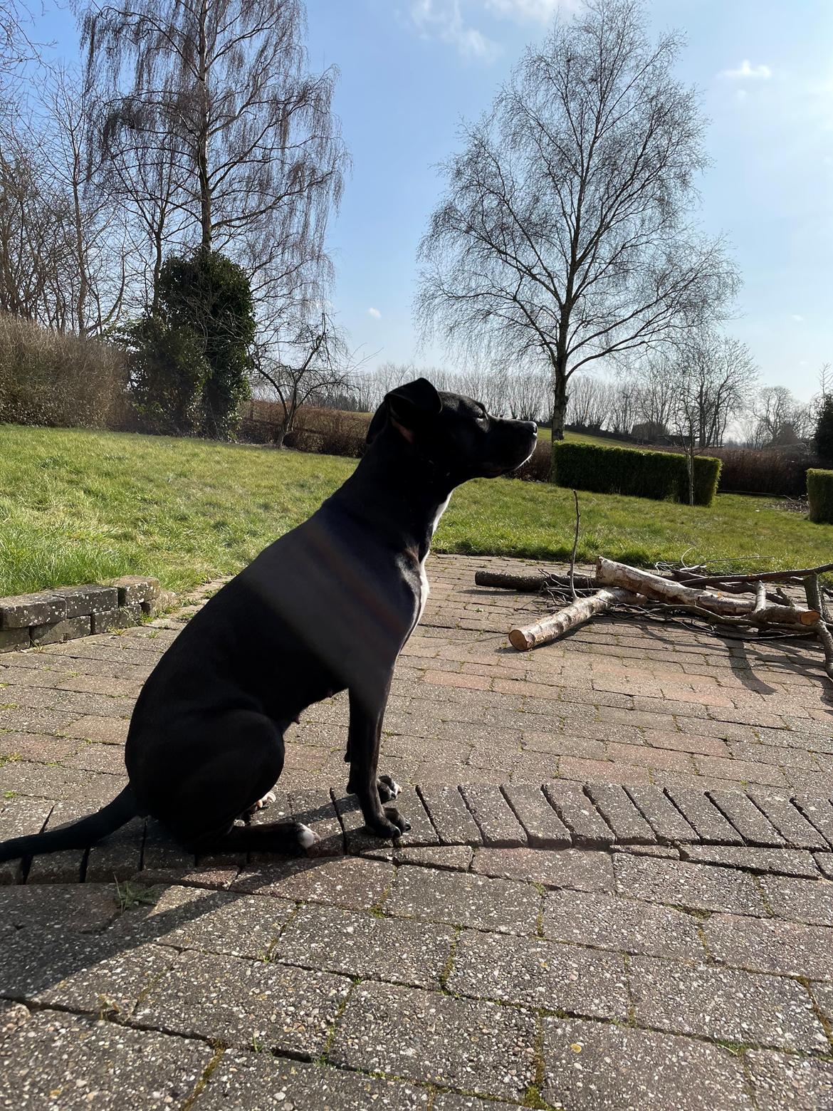 Blanding af racer Zindy billede 10