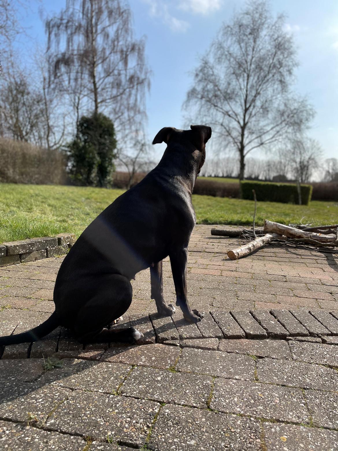 Blanding af racer Zindy billede 4