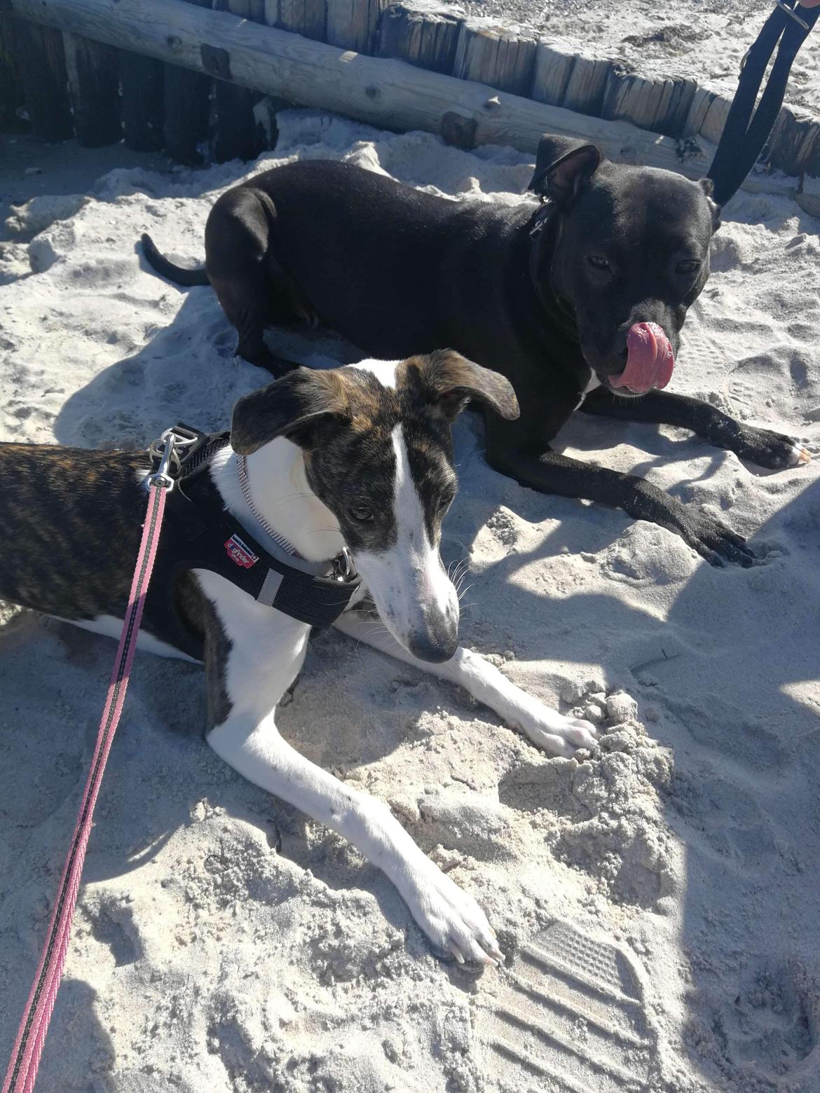 Blanding af racer Zindy billede 21