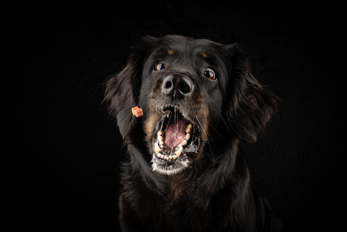 Hovawart Juno - marts 2021 billede 15