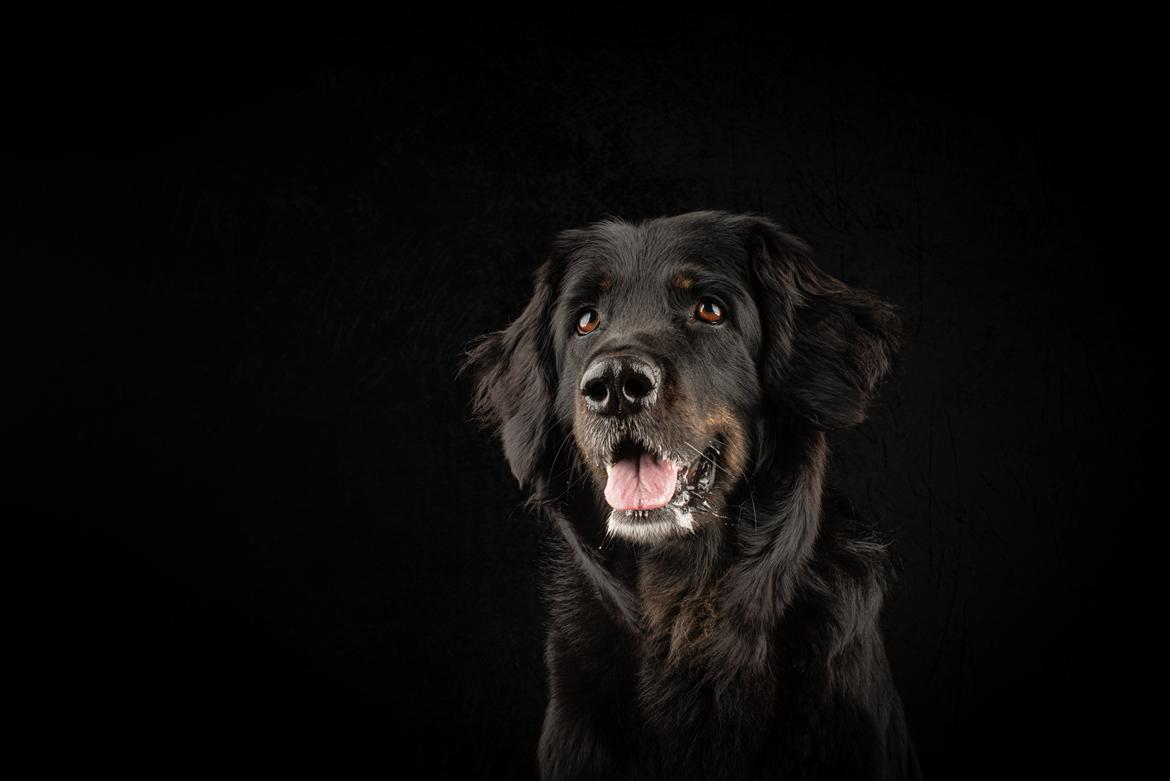 Hovawart Juno - marts 2021 billede 2