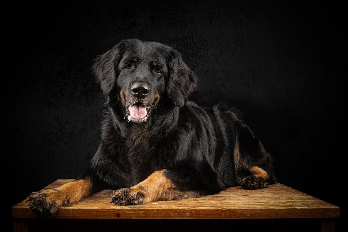 Hovawart Juno - marts 2021 billede 26