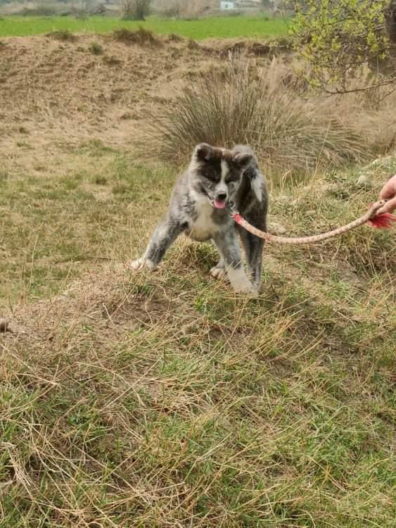 Akita inu Tsuki De La Senda De T'Sunayoshi billede 3