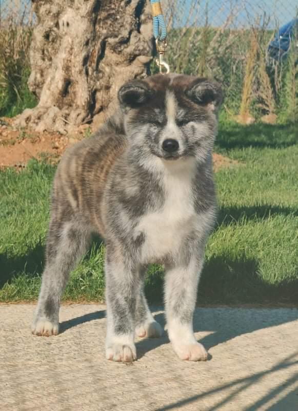 Akita inu Tsuki De La Senda De T'Sunayoshi billede 6