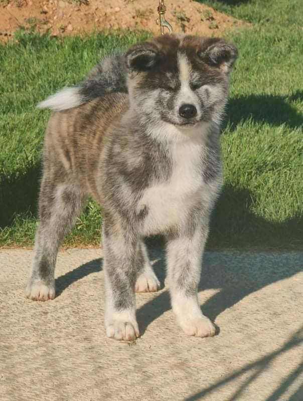 Akita inu Tsuki De La Senda De T'Sunayoshi billede 7