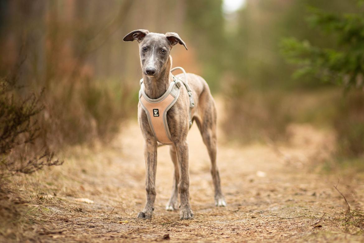 Whippet MeepMeep - 23/2-2021 Foto: Michelle / Hjertehund billede 30