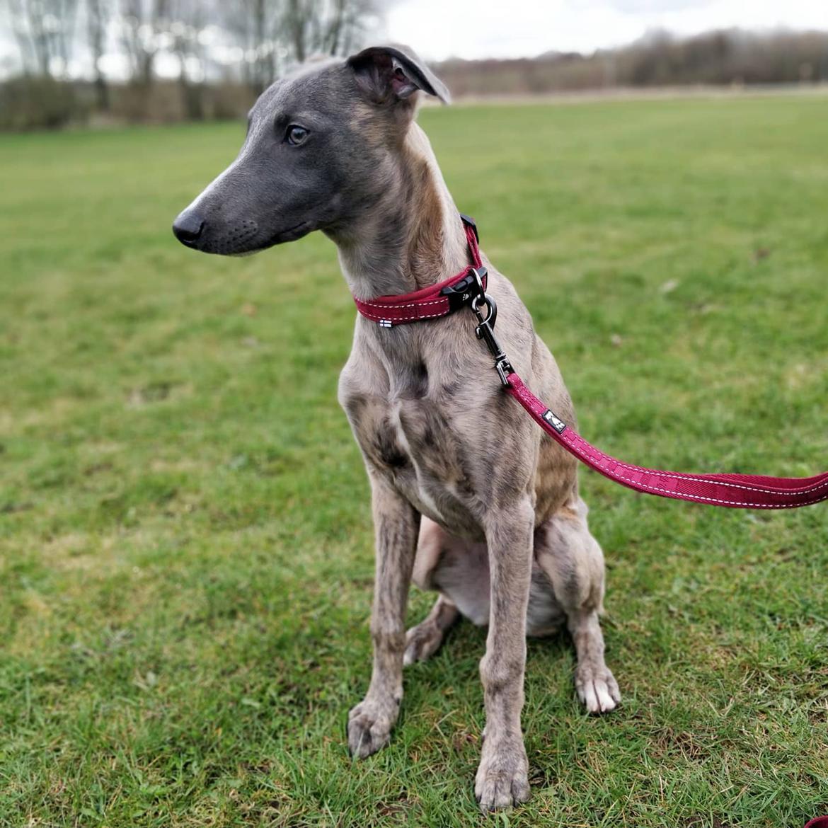 Whippet MeepMeep - 1/4-2021 billede 32