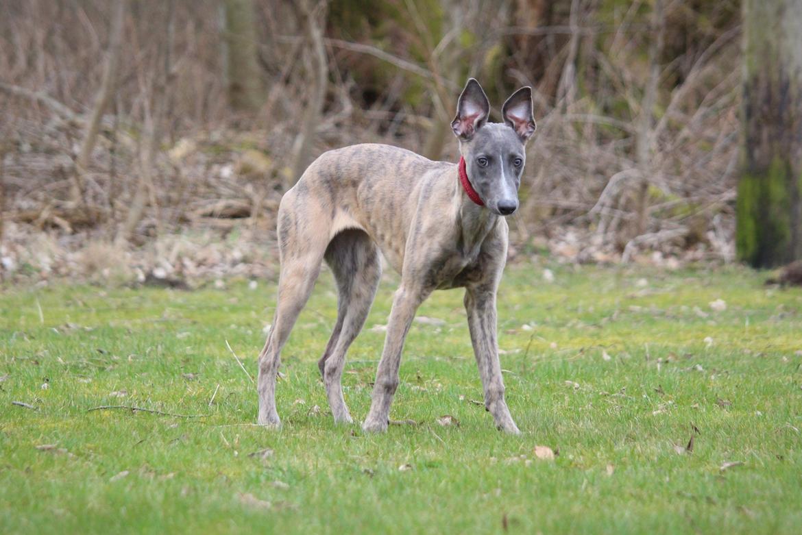 Whippet MeepMeep - 1/4-2021 billede 33