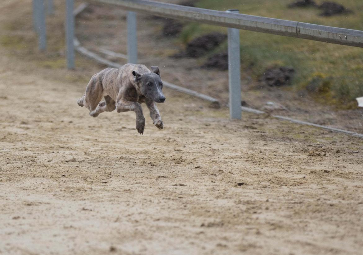 Whippet MeepMeep - 28/2-2021 Foto: Helle Mogensen billede 31