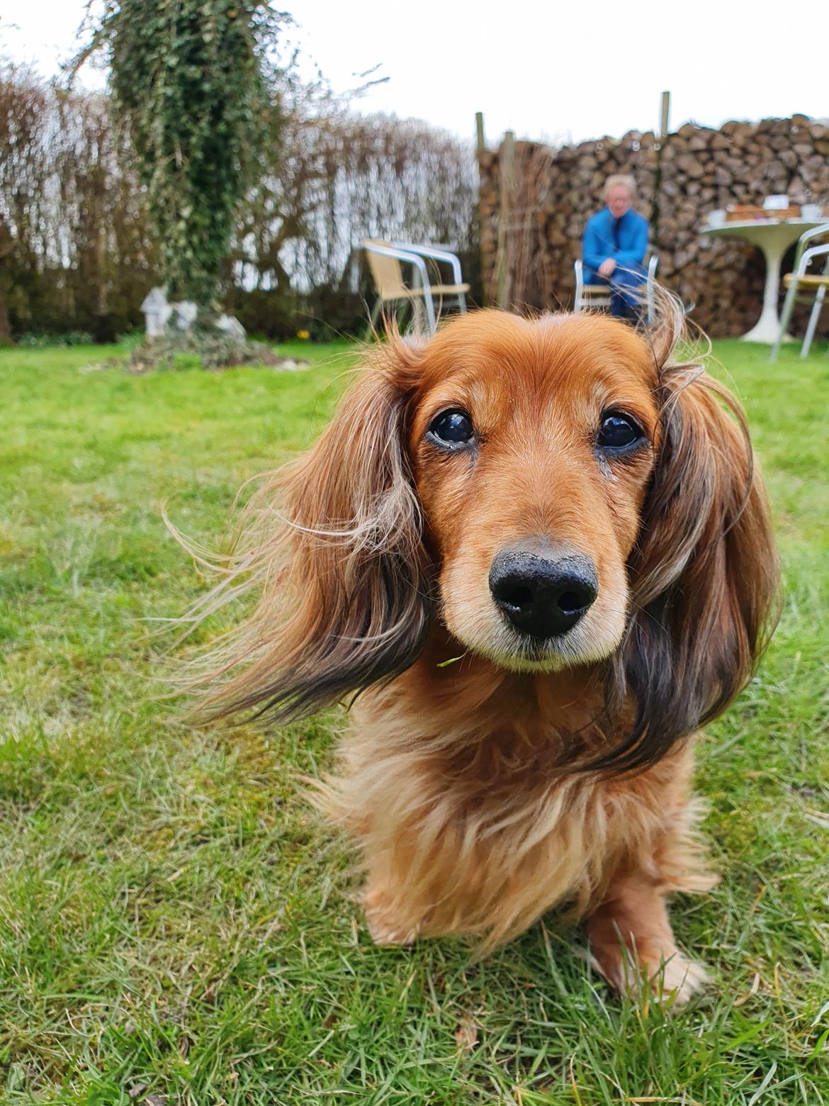 Dværggravhund Lucia *Min mors*RIP billede 1