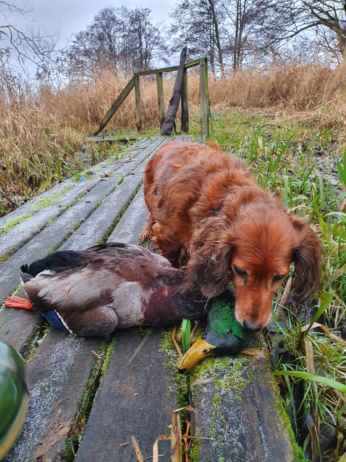 Dværggravhund Lucia *Min mors*RIP billede 4