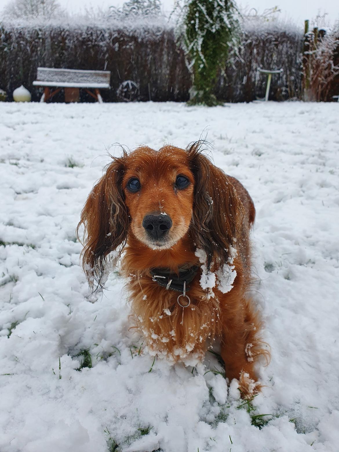 Dværggravhund Lucia *Min mors*RIP billede 2