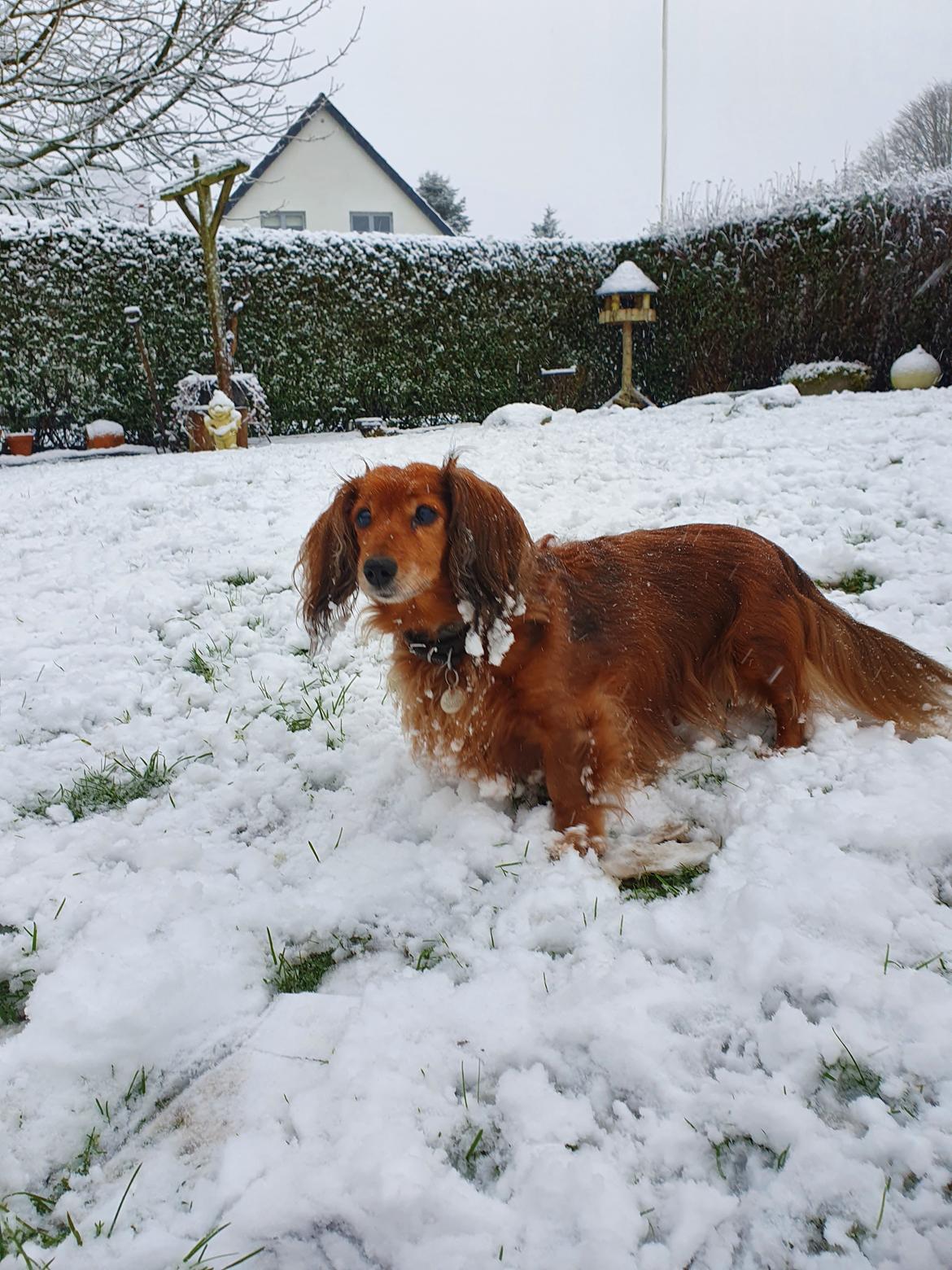 Dværggravhund Lucia *Min mors*RIP billede 3