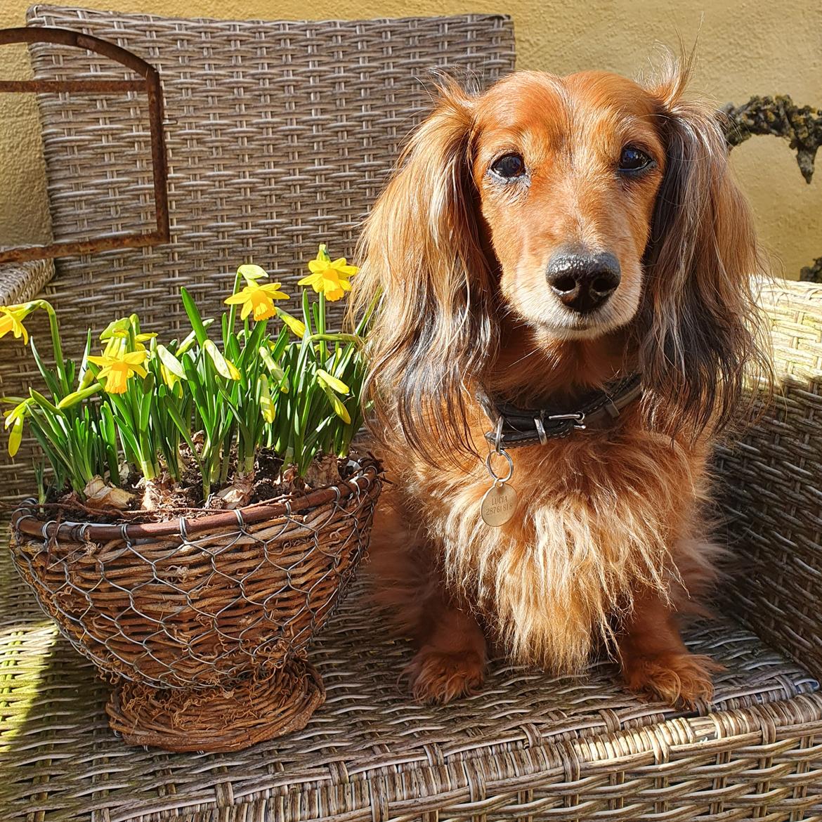 Dværggravhund Lucia *Min mors*RIP billede 5