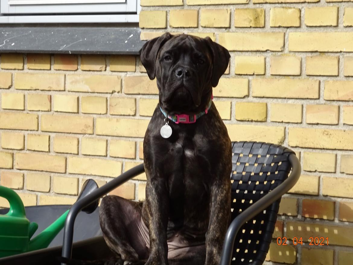 Bullmastiff RAPSODY IN BLACK lll Nestor Notabilis (Candy) billede 10