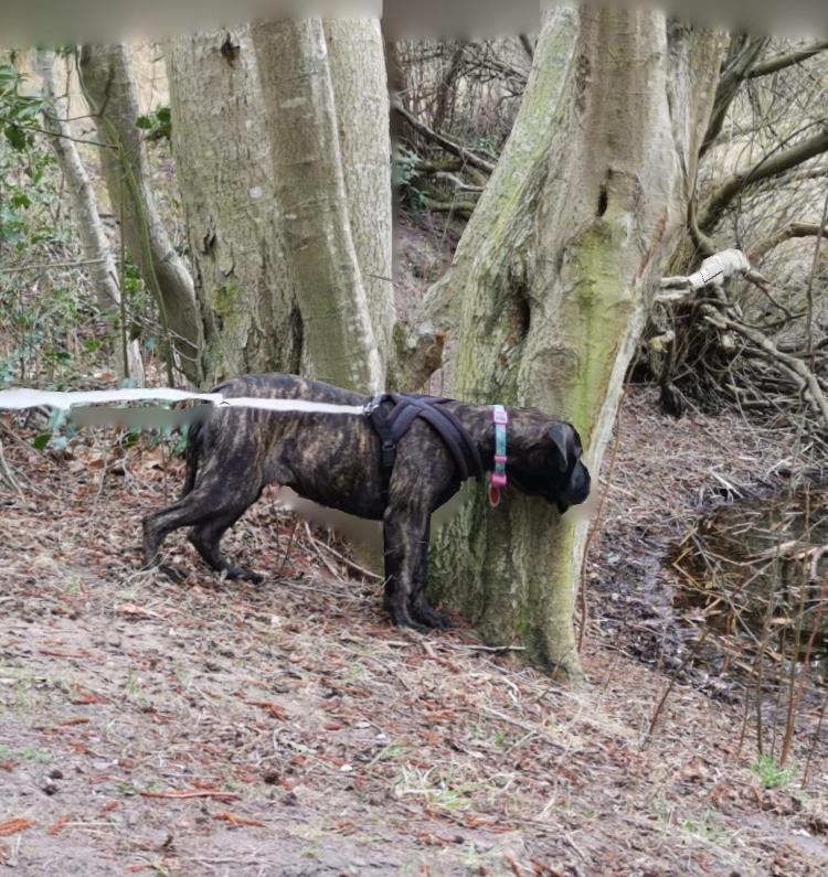 Bullmastiff RAPSODY IN BLACK lll Nestor Notabilis (Candy) billede 11