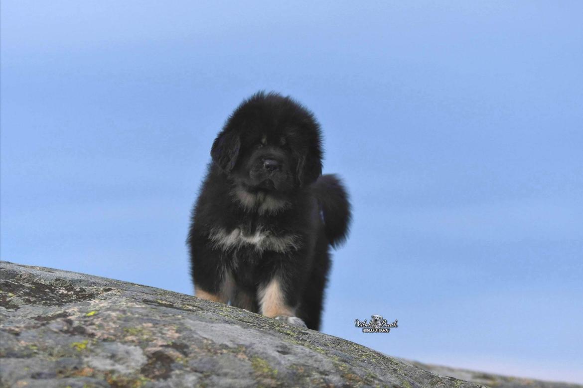 Tibetansk mastiff Diva billede 1