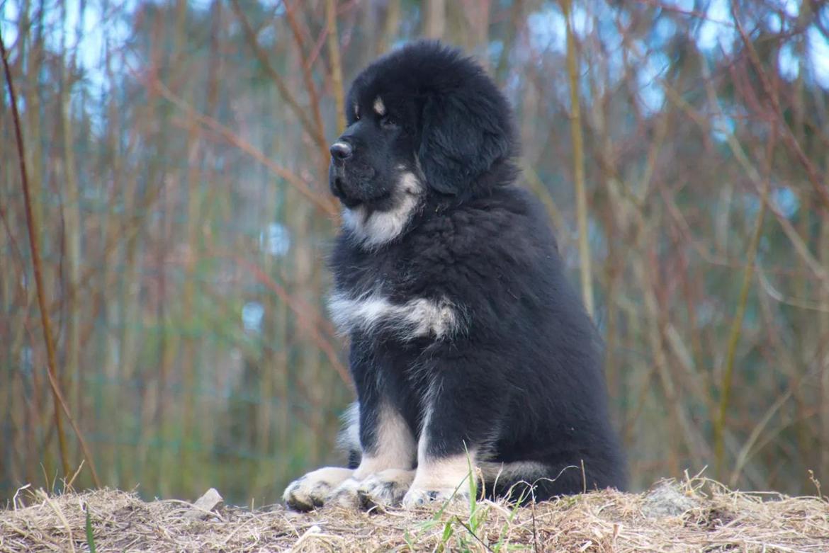 Tibetansk mastiff Diva billede 3