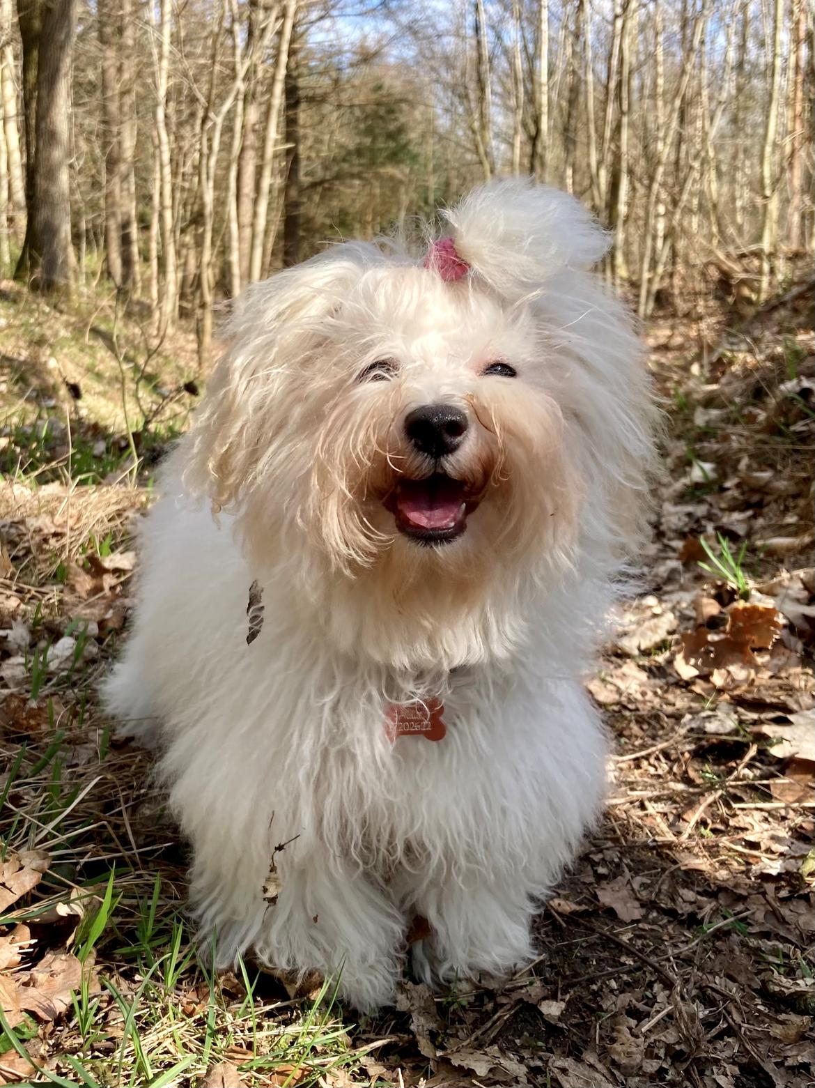 Bolognese Sally billede 3