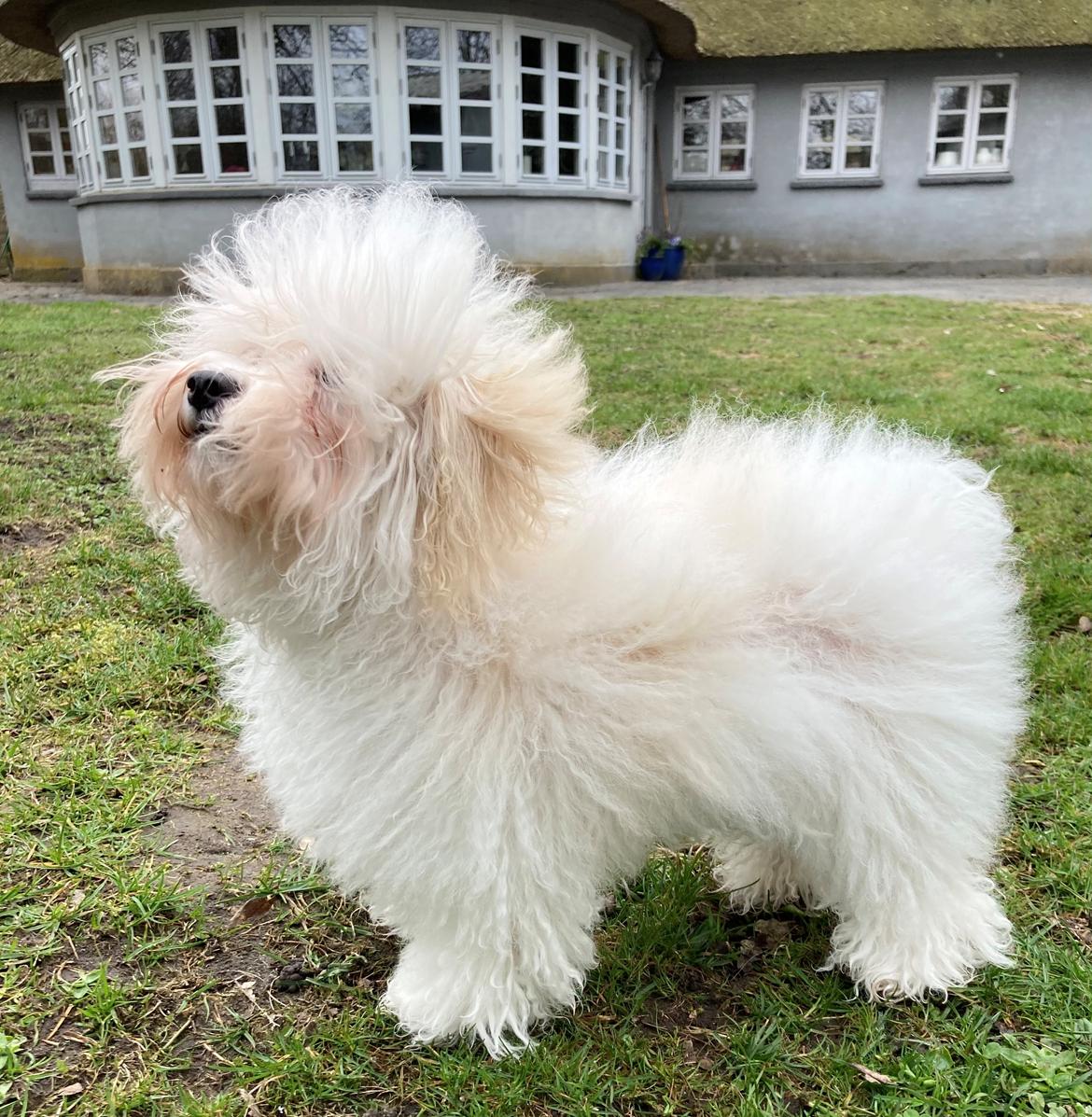 Bolognese Sally billede 9