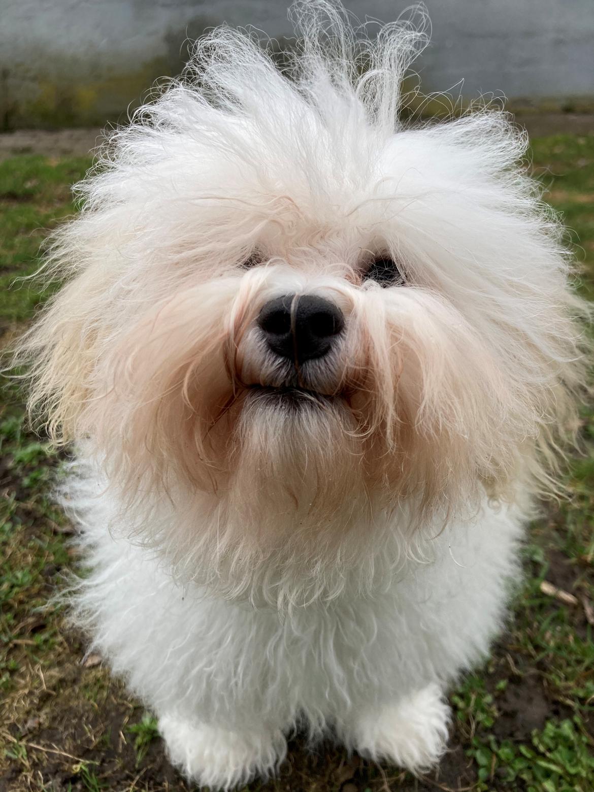 Bolognese Sally billede 10