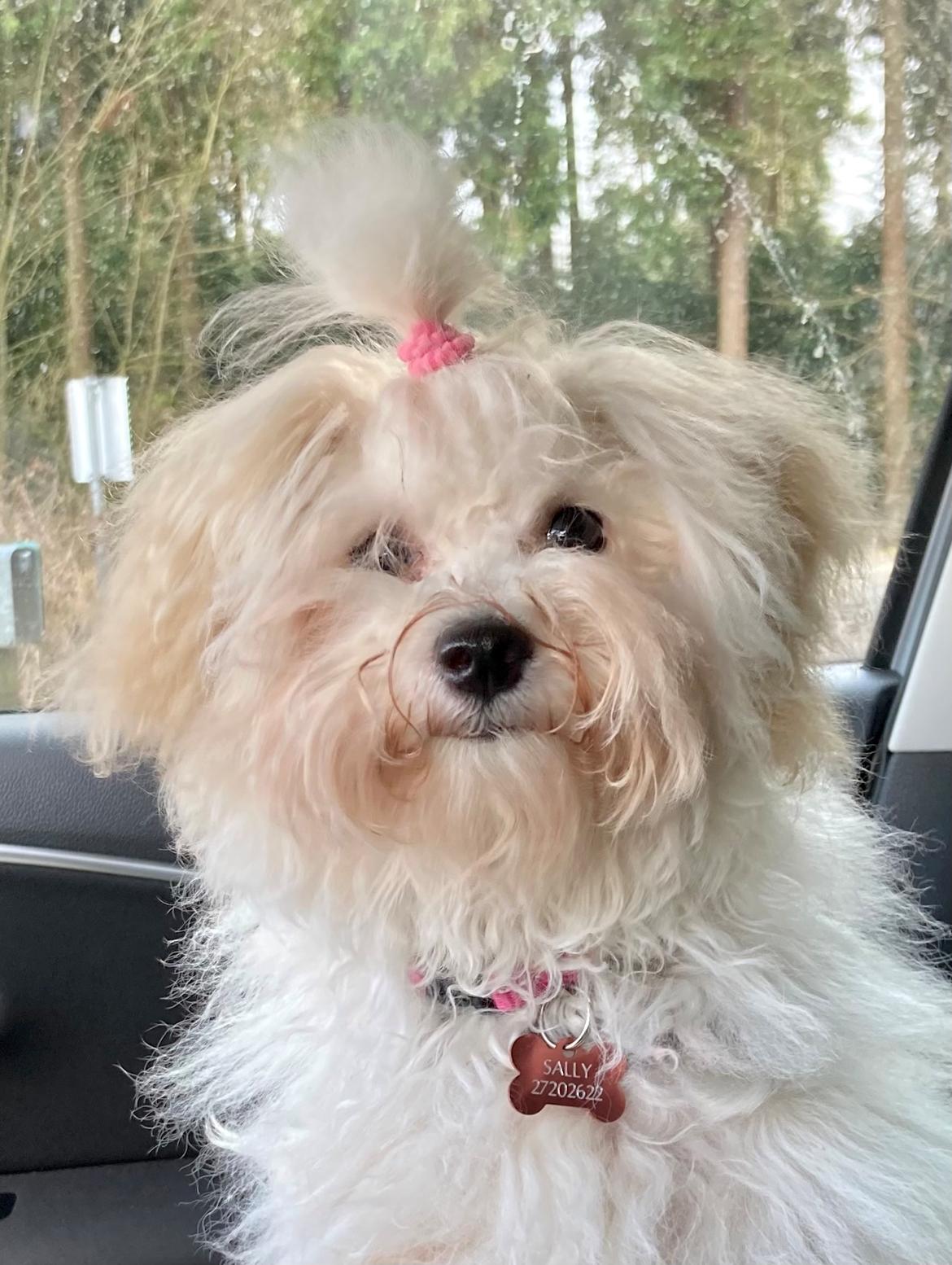 Bolognese Sally billede 15