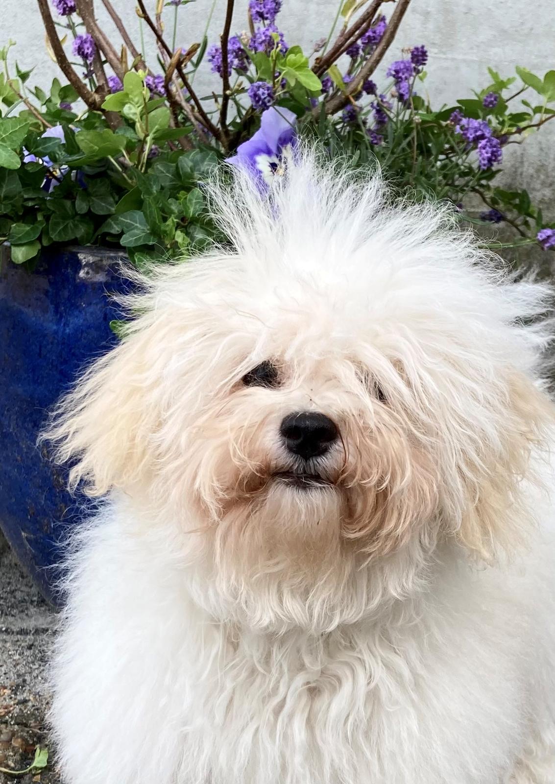 Bolognese Sally billede 16