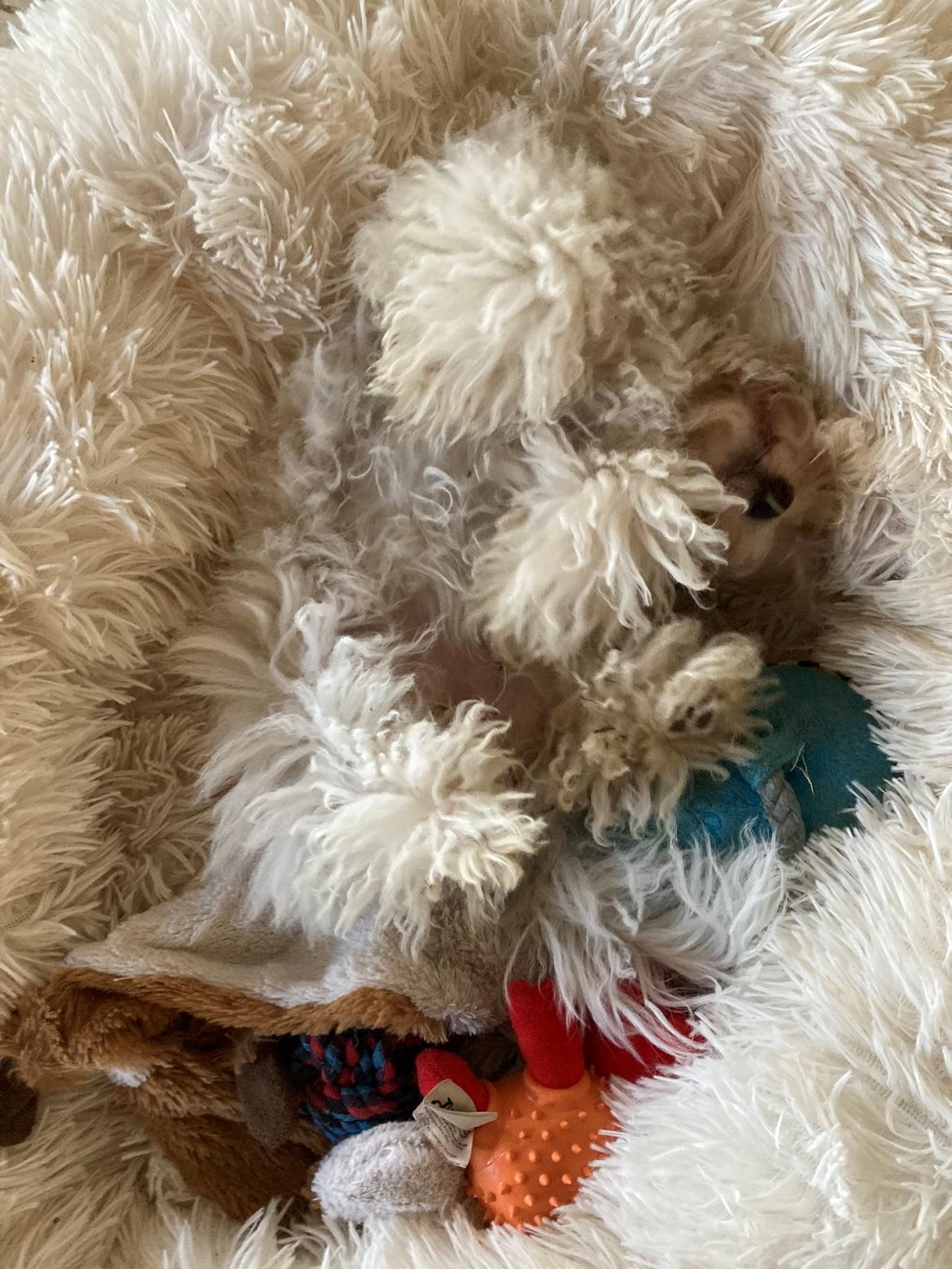 Bolognese Sally billede 22